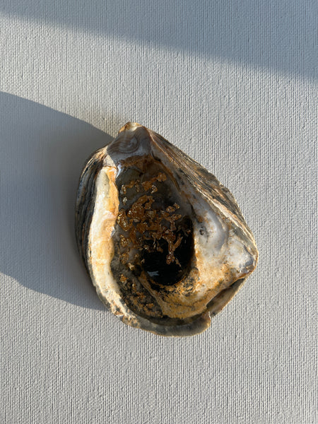 Muschelschale Schwarz