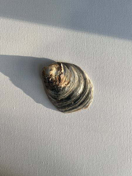 Muschelschale Schwarz