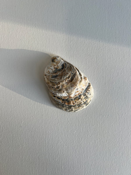 Muschelschale Weiẞ